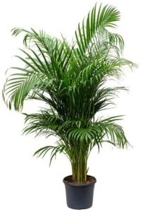 Chrysalidocarpus Lutescens – Areka Palmiyesi