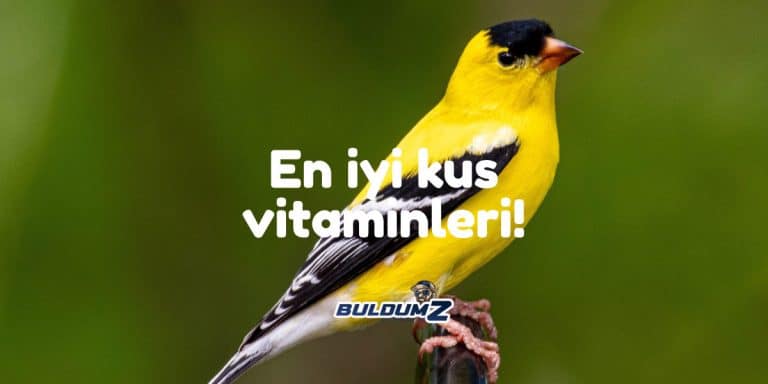 kuş vitaminleri