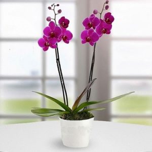 orkide ev bitkisi