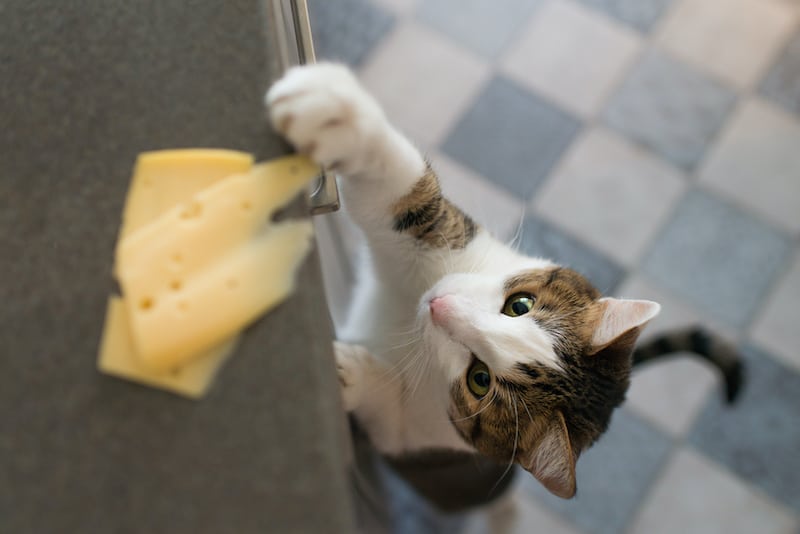 kediler-peynir-sever-mi