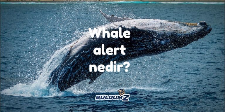 whale alert nedir